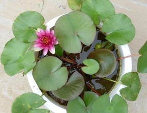 荷花养在家里吉利吗 摘的荷花能不能放家里