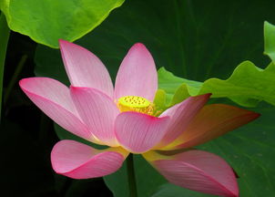 荷花是什么生肖 荷花的一个准确生肖是牛