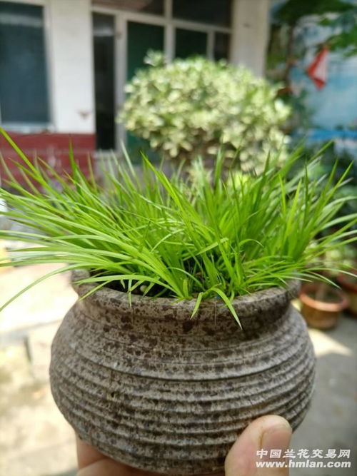 菖蒲怎么养才能更旺盛 菖蒲在北方怎么养