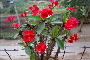 虎刺梅喜阴还是喜阳光 虎刺梅夏天能暴晒吗