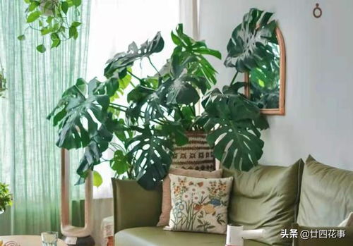 适合室内养的32种花 客厅适合养的花