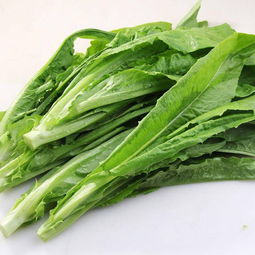 莴苣和莴笋的图片区别 圆叶莴笋和尖叶莴笋的区别