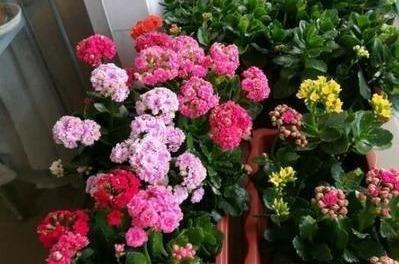 长寿花几月掐尖最佳 长寿花八月份能打顶吗