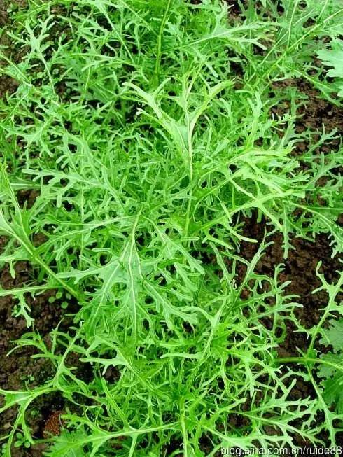 雪里红为什么叫雪里红 四种人不能吃雪里红