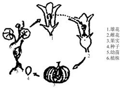 雄花和雌花的区别图片 雄蕊和雌蕊的简图