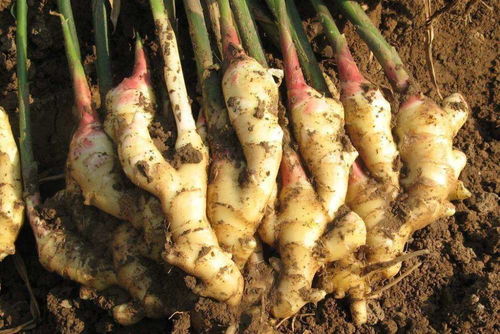 露天生姜种植技术 生姜最怕的三种肥料