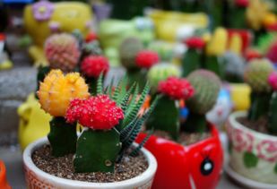 仙人掌暗示什么爱情 仙人掌对于女人的意义