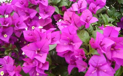 入秋后三角梅如何修剪 立秋后三角梅还能修剪吗