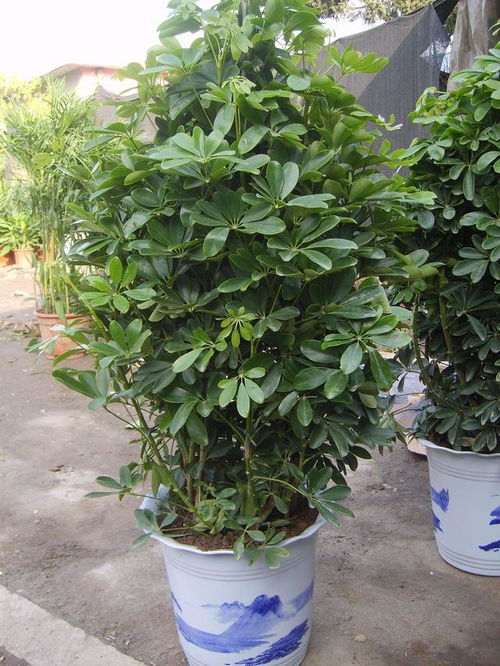 八方来财和鸭脚木的区别 八方来财树摆放禁忌