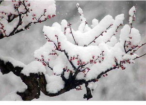 冬天的梅花是什么颜色 冬天梅花怎么形容