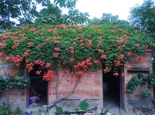 凌霄花只长藤不开花 怎样才能让凌霄花开花