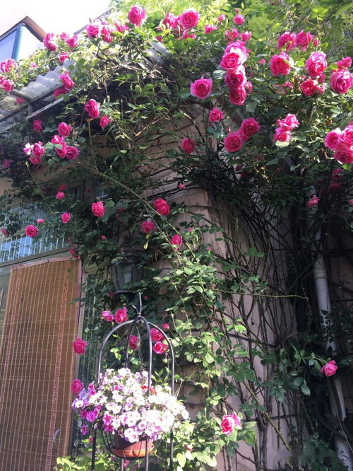 凌霄花扦插容易活吗 凌霄花为什么又叫死人花