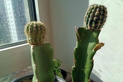 刚剪下来的仙人掌怎么种 仙人掌掰下来直接种行吗