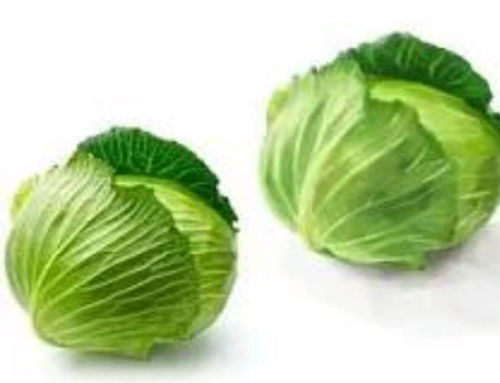 包菜和卷心菜一样吗 怎样区分卷心菜和包菜