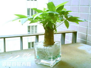 发财树水培生根方法 水培发财树的正确养法