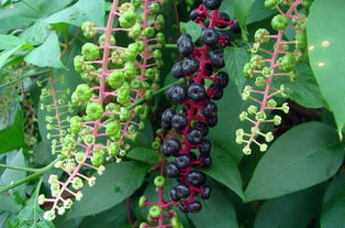 吃一颗商陆果实会有事吗 商陆果实吃了会死人吗