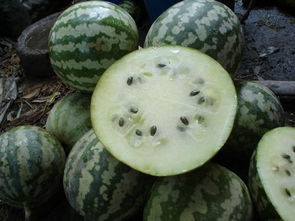 吃绿宝瓜的好处和坏处 吃绿宝瓜的禁忌