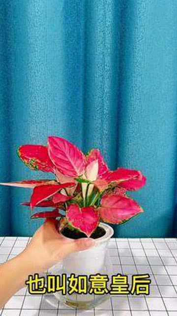 吉利红养几棵好 吉利红为什么都是3株