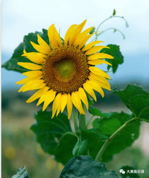 向日葵的希腊语 向日葵浪漫的别称