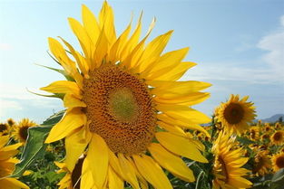 向日葵的开放时间 向日葵是中午十二点开花吗