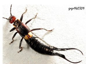 和隐翅虫很像但是黑色 如何区分蠼螋和隐翅虫