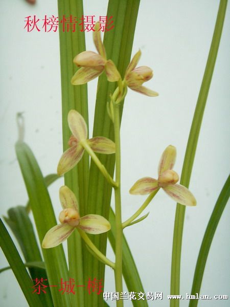 四大墨兰哪个最香 墨兰什么品种香味最浓