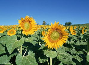太阳花需要天天浇水吗 太阳花浇水的正确方法