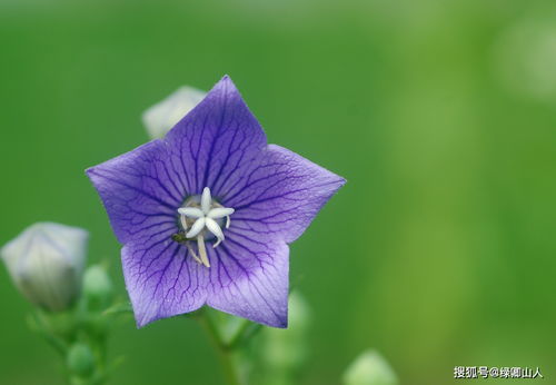 女人吃桔梗有什么好处 六种人不宜用桔梗