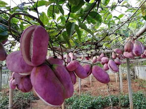 女人吃八月瓜有什么好处 八月瓜有壮阳功效吗