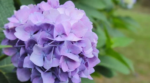 如何判断绣球该浇水了 绣球花突然蔫了但土很湿