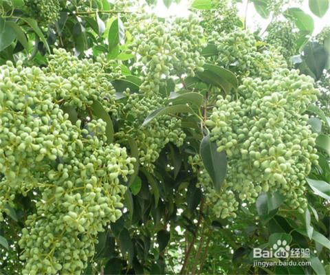 女贞树最怕什么东西 女贞树种植禁忌