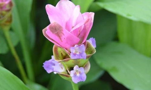 姜荷花开完花以后要全部都剪掉吗 姜荷花的花败了怎么修剪