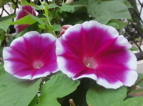 家里养风铃花吉不吉利 风铃花的风水作用