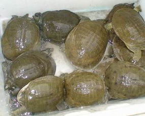 家庭喂养甲鱼怎样喂法 一只甲鱼怎么养 在家