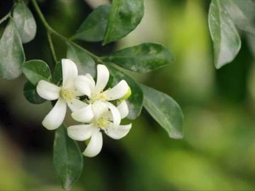 家里种九里香是吉是凶 九里香在家里有忌讳吗