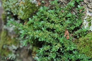 小叶冷水花连续吃几天 小叶冷水草治疗癌症