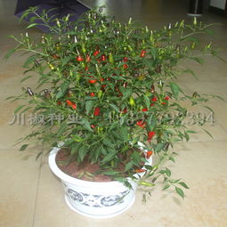 小米辣和朝天椒的区别 真正的小米辣图片