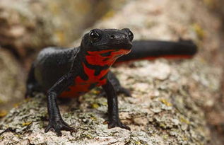 小火龙蝾螈有毒吗 东方蝾螈可以用手拿吗