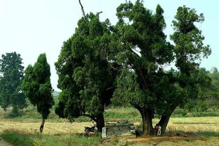 希望之树是指什么树 兰考人民希望之树有什么寓意