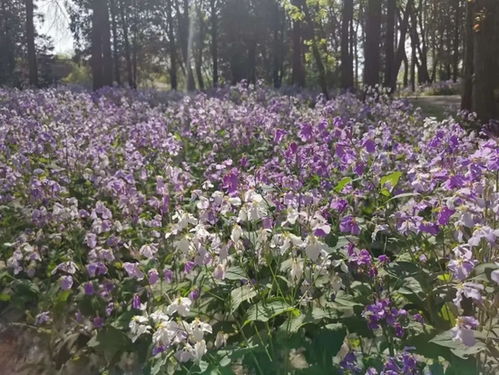 开在春天的花有什么 春天开放的十种花