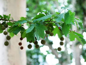 悬铃木和法国梧桐一样吗 三球悬铃木为什么叫法国梧桐