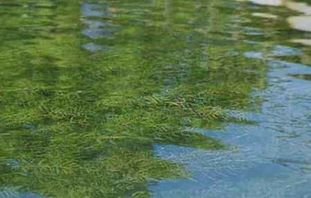 扔水里就能活的水草 净化水质的沉水植物