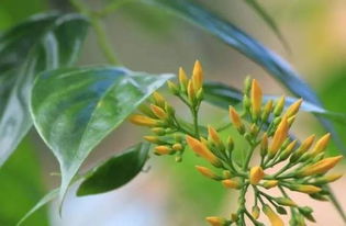 断肠草吃了会死人吗 断肠草吃了多久死亡