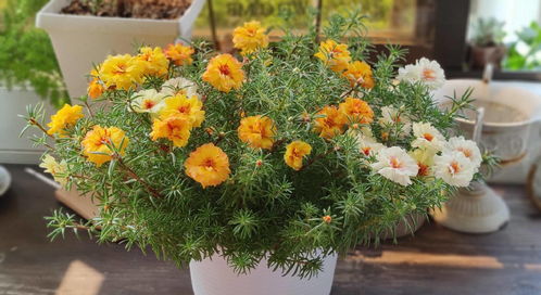 春天有什么花会开放 春天开放的十种花