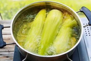 煮玉米冷水下锅需要多长时间 煮玉米为什么要放盐