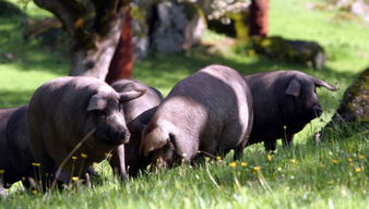 猪的花肠要洗里面吗 猪的花肠可以剪开洗吗