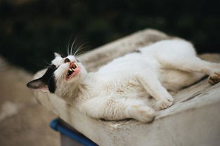 猫最怕什么味道能赶走它 猫最怕气味排名第一