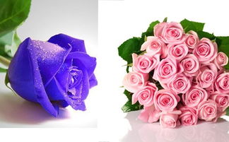 玫瑰的真正含义 玫瑰花的寓意象征