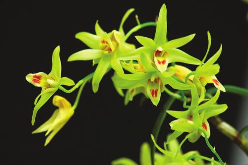 珍虫石斛什么档次 珍虫石斛药用价值