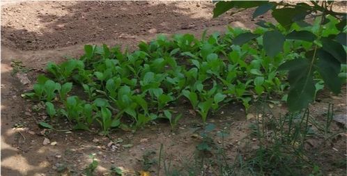 白菜一个坑里放几粒种子 白菜种子播种方法